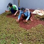 Erek erek Menanam rumput 4D 3D 2D Lengkap 2021 menurut Buku Mimpi